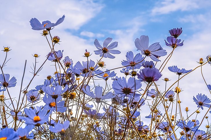 예쁜 파란 꽃