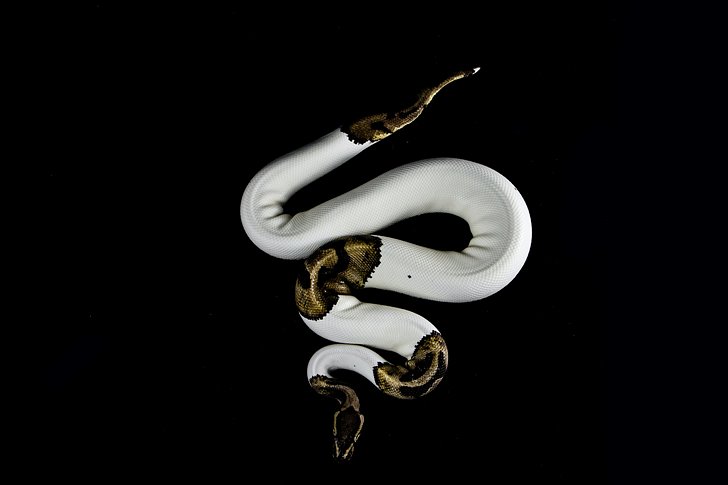검정색과 흰색의 뱀