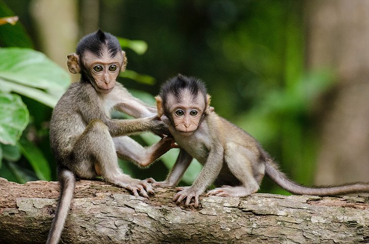 귀여운 원숭이 두 마리