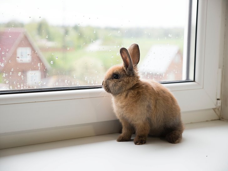 창문에 있는 예쁜 토끼