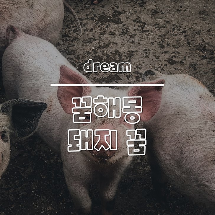 돼지 꿈 썸네일