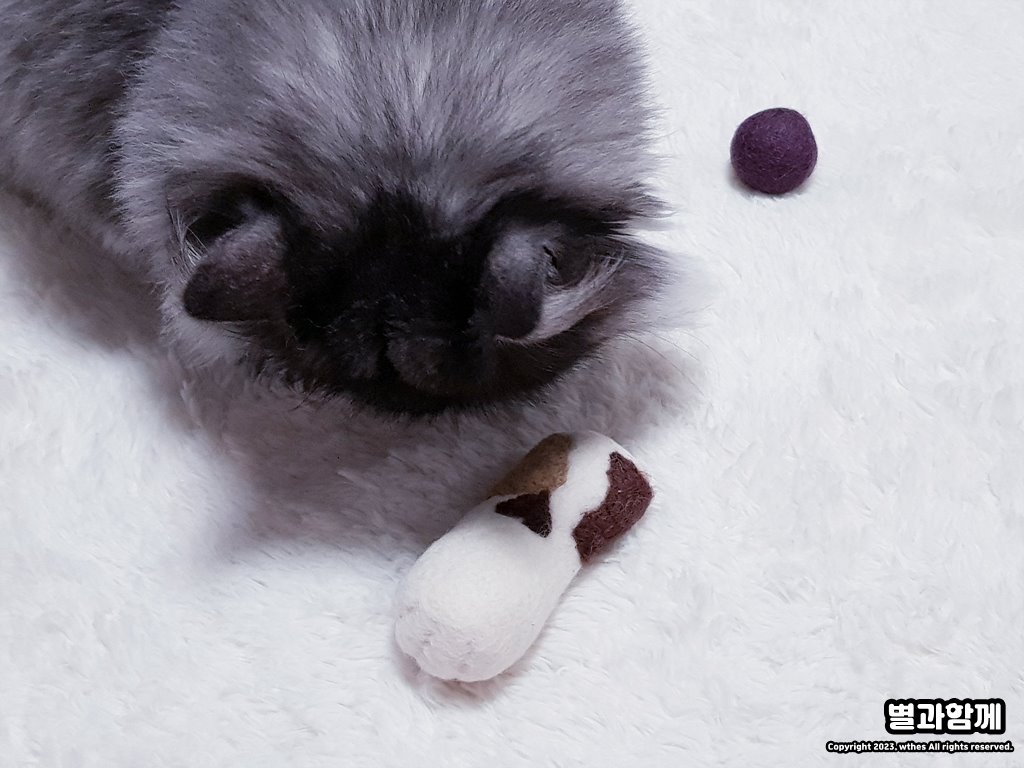 다이소 고양이 장난감 양모